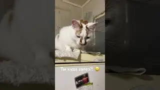 ТЫ КУДА ЗАЛЕЗ?! #житомир #cats #кошкииринышевчук #иринашевчуккотики #жизньскошками #мизукраїни
