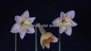 Édes István - Colossus of our zodiac signs (Visualiser)