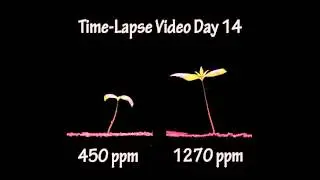 The effectiveness of plant nutrition with carbon dioxide