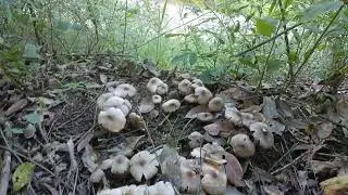 papak/ wild mushroom