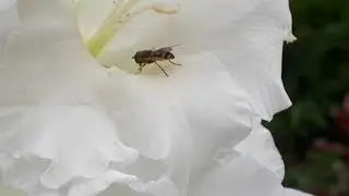 Bee sucking nectar from a Gladiolus flower