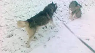 Снежное утро