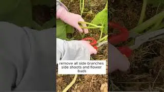 Pruning Pumpkin for Optimal Growth and Yield 