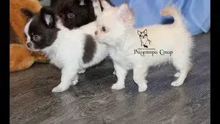 Особенности характера Длинношерстных ЧИХУАХУА**ЩЕНКИ ЧИХУА