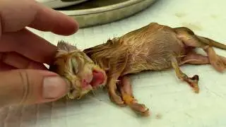 I took my cat to be spayed, but they returned her to me with a live newborn kitten