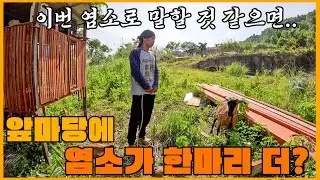 염소를 키울 수 있는 산골마을 땅을 마지막으로 보러 갔는데... 임신한 염소가 우리 집 마당에??