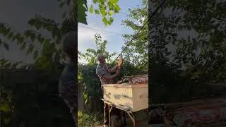 В конце августа семья должна иметь 5-8 рамок печатного расплода!🐝🐝🐝🐝🐝🐝🐝🐝🐝🐝🐝🐝