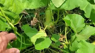 Garden update June 17th 2023.
