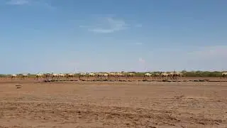 La caravane passe, Djibouti, 05.2019