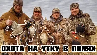 Охота на утку в полях/Совсем другая охота/ много утки