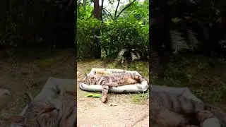 #котики