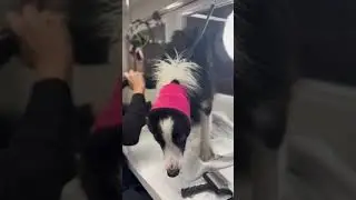 What happens when the star of our Refresh Collection does not like having a bath🫢​#melanienewman