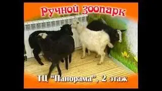 Ручной Зоопарк Набережных Челнов