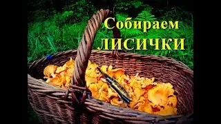Первые Грибы лета | ЛИСИЧКИ в Ярославском лесу | Сбор грибов в июле | Hunting Chanterelle Mushrooms