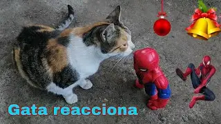 Gata reacciona a Spider-Man 🕷️
