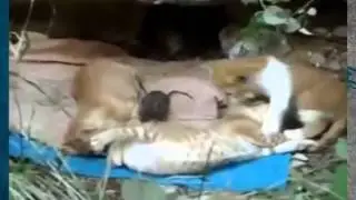 кошки!!2014!!