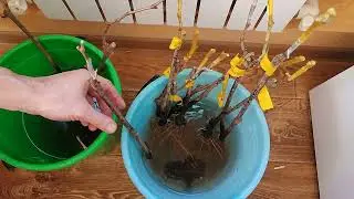 Настольная прививка в саженец и черенок.