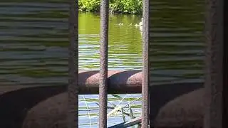 Лебеди на городском пруду в Артемовском 12.06.2024