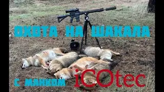 Сезон охоты на шакала