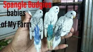Spangle budgies of my farm..