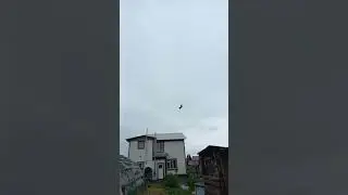 Красивая посадка голубя.