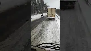 Граница Бобровники-Берестовица, машина таможенной службы сбила лося
