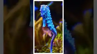 How does a male seahorse give birth?