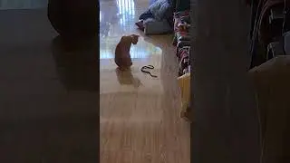 кот играет со змей