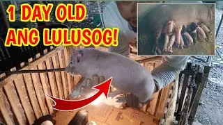 DAY 1: SOW MANAGEMENT, PIGLET MANAGEMENT AND CLEANING PROCEDURE| @mangungumatv8418