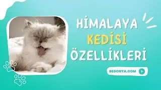 Himalaya Kedisi Hakkında Her Şey!