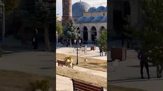 Kars'ta Başıboş Köpekler!  #sokakköpekleri #köpekterörü #köpek #it #animal #dog #kars #2023 #shorts