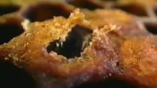 Жизнь пчёл.Фильм для школьной программы.