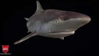 Black Shark Model 3d for c4d free downloads (file describe)
