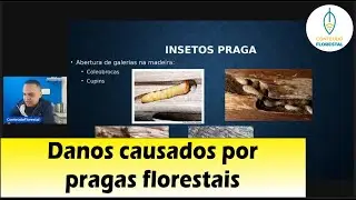 Danos causados por pragas florestais