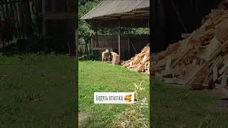 🇺🇦 