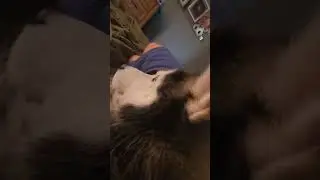 Husky pressures human to stay in bed and cuddle #cutedog #huskiesy
