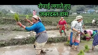 रोपाई ।।लगाते हुए बहुत ही ।सुन्दर झोडा। चाचरी हुड़का बोल ।।2023