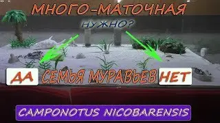 Camponotus nicobarensis.  Нужна ли много маточная семья # Хороший выбор для домашнего содержания
