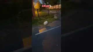 Утренняя прогулка,Феня первый в очереди 