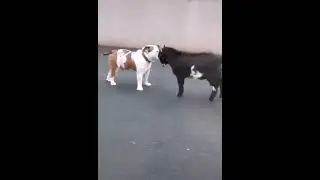 Ну давай, нападай!