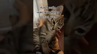 писяты и спаты  #шайлураптор #индоминусяйца