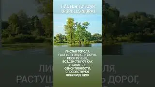 #тополь
