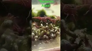 Креветка верблюд.