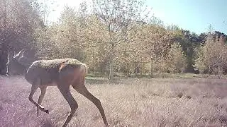 Reeën (Deer, Capreolus Capreolus) op de Brabantse Wal week 17  april 2024 Vlog 6