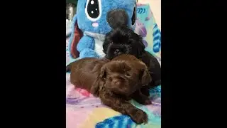 perritos recién nacidos