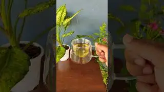 How to make Soursop leaf tea? Healthy tea! #soursop #shorts #teaoftheday