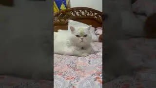 Don is a lovely baby