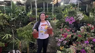 Laurel hunting | Blind rescued