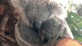 Zoocademy - A little 