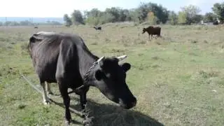 Черная корова пасется на лугу